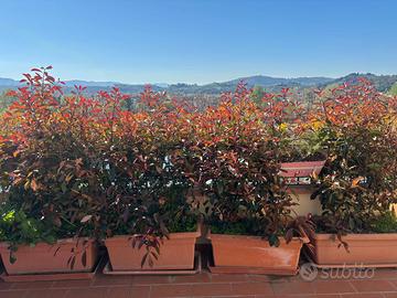 Siepi di Photinia in fioriera – piante ornamentali