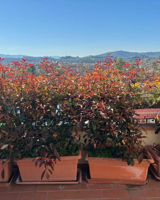 Siepi di Photinia in fioriera – piante ornamentali