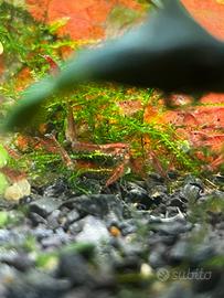 Neocaridine Red Cherry