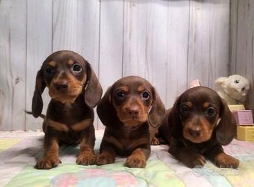 Cuccioli bassotti maschi