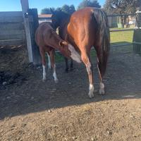 Fattrice qh