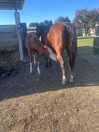 Fattrice qh