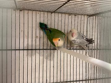 Pappagalli Calopsite-inseparabili