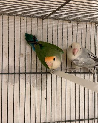 Pappagalli Calopsite-inseparabili