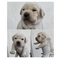 Cuccioli di Labrador con pedigree ENCI