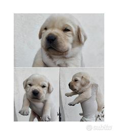 Cuccioli di Labrador con pedigree ENCI