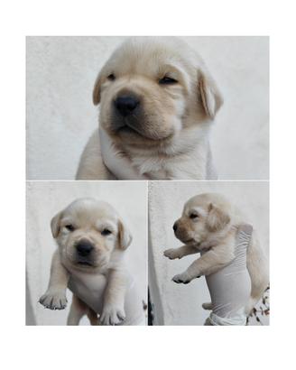Cuccioli di Labrador con pedigree ENCI