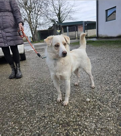 VALENTINO bravo in passeggiata ed equilibrato