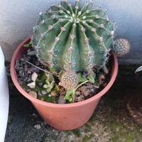 Piante grasse 