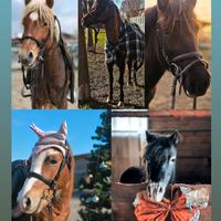 5 pony