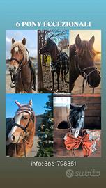 5 pony