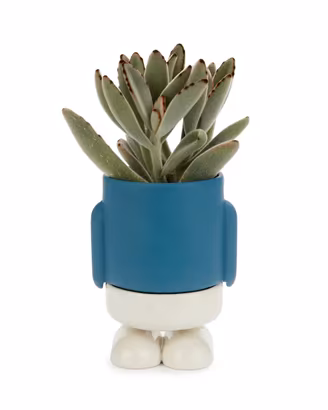 Vaso per piante di design