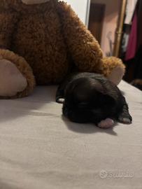 Cuccioli di Pechinese