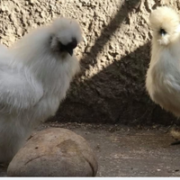 Polli Galli Galline uova