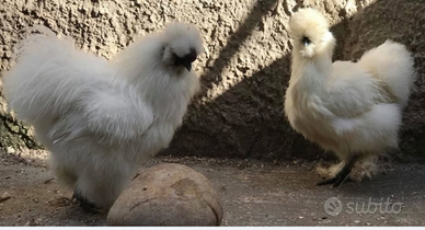 Polli Galli Galline uova