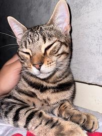 Fidanzato per la mia micia bengala