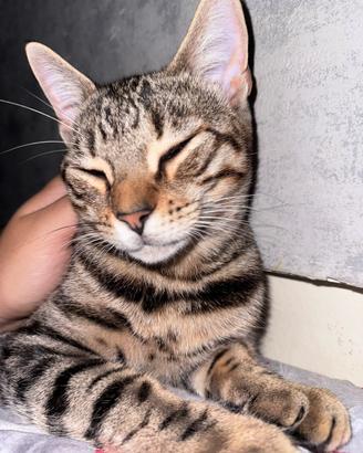 Fidanzato per la mia micia bengala