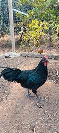 galli Australorp