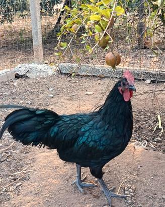 galli Australorp