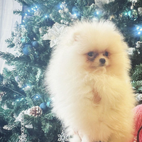 Volpino Pomerania nano