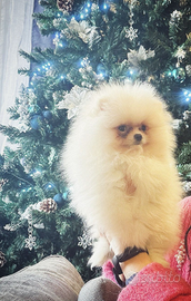 Volpino Pomerania nano