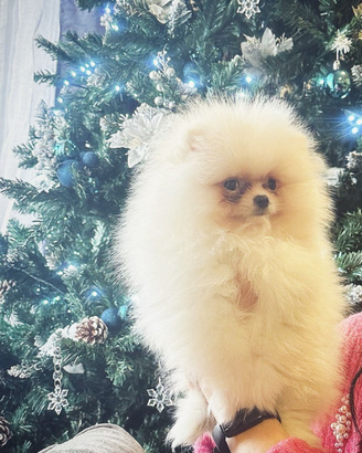 Volpino Pomerania nano