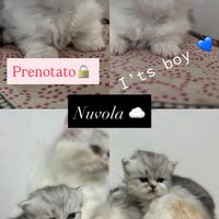 Cuccioli di Persiano Doll face