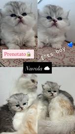 Cuccioli di Persiano Doll face