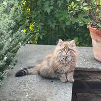 Cuccioli di gatto Siberiano