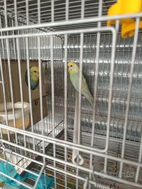 Cocorite rainbow coppia riproduttiva