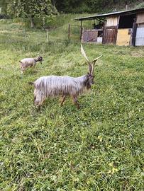 Becco orobico