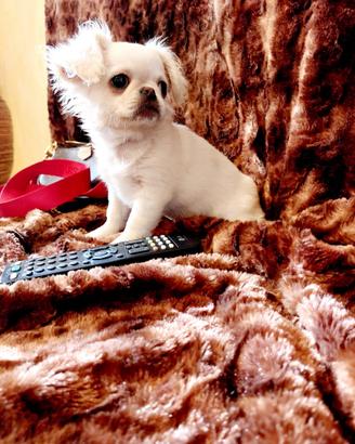 Chihuahua maschio bianco