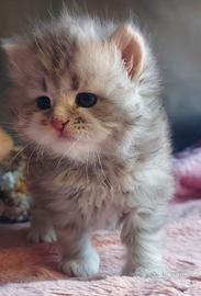 Cuccioli di gatto Siberiano Certificati