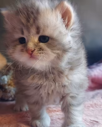 Cuccioli di gatto Siberiano Certificati