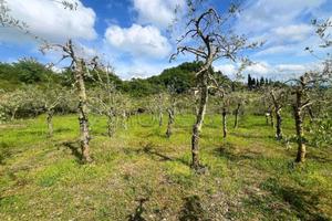 Terreno di 2000 m² a Pieve Santo Stefano