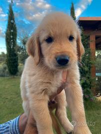 Cucciolo Golden Retriever