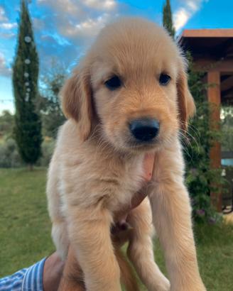 Cucciolo Golden Retriever