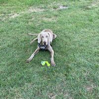 Weimaraner maschio disponibile per monta