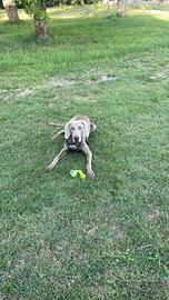 Weimaraner maschio disponibile per monta