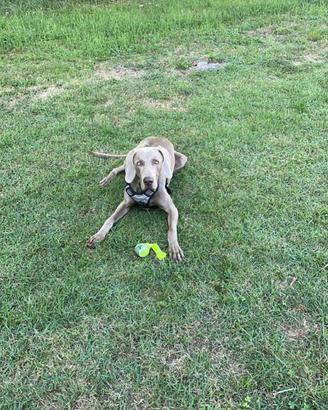 Weimaraner maschio disponibile per monta
