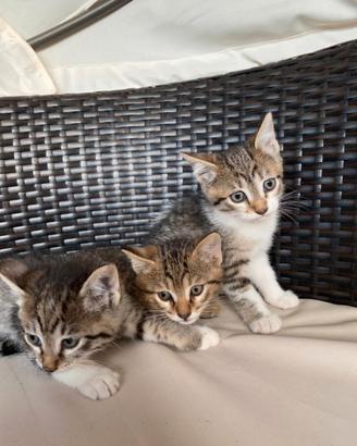 Gattini mix persiano