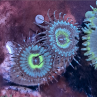 Zoanthus Mind Blowing