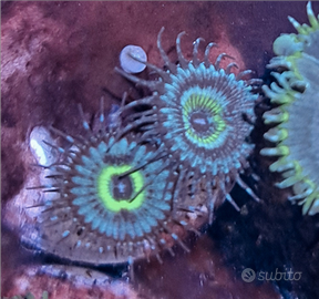 Zoanthus Mind Blowing