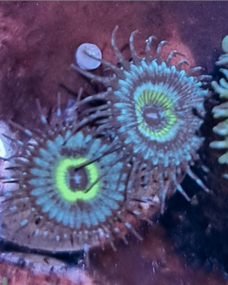 Zoanthus Mind Blowing