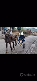 Cavallo