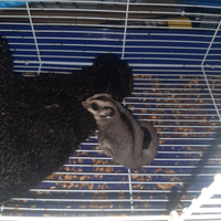 Petauri dello zucchero