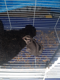 Petauri dello zucchero