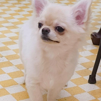 Chihuahua cucciolo con pedigree enci