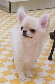 Chihuahua cucciolo con pedigree enci