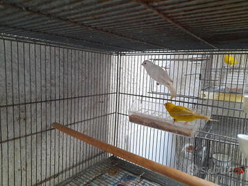 Canarini novelli 2025 con anello foi in blocco